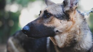 犬