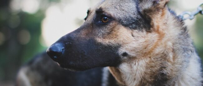 MORIMG_3173_TP_V4 犬
